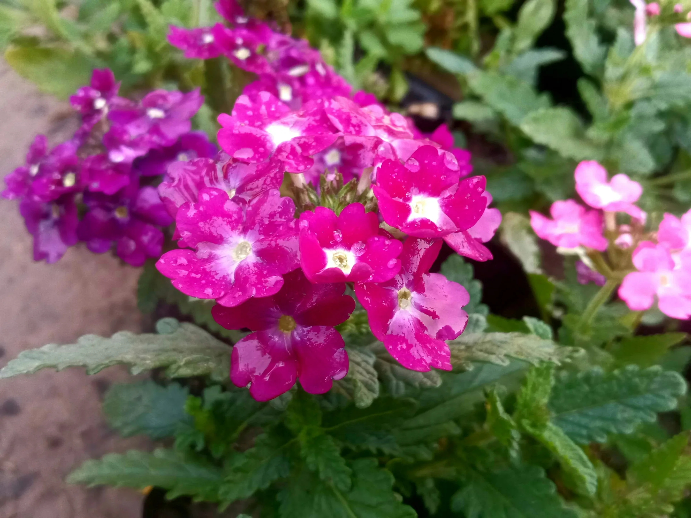 Verbena Extract