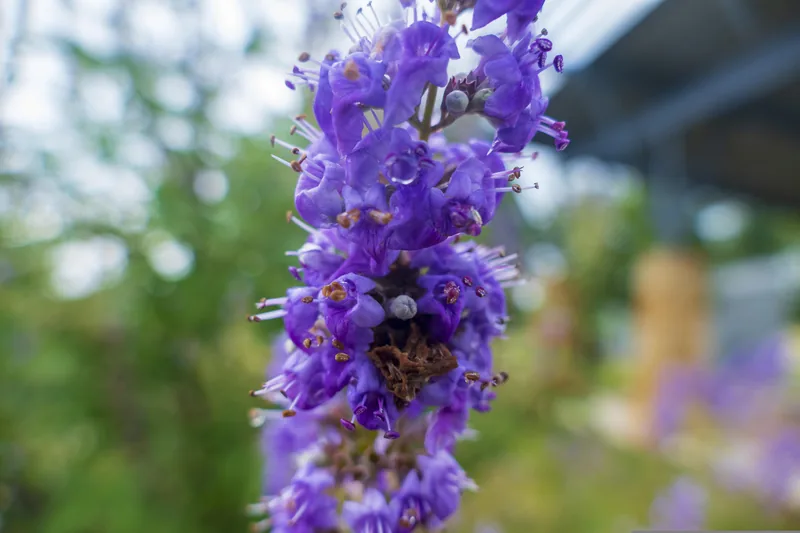 Vitex (Chasteberry)