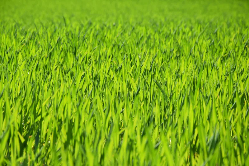 Wheatgrass