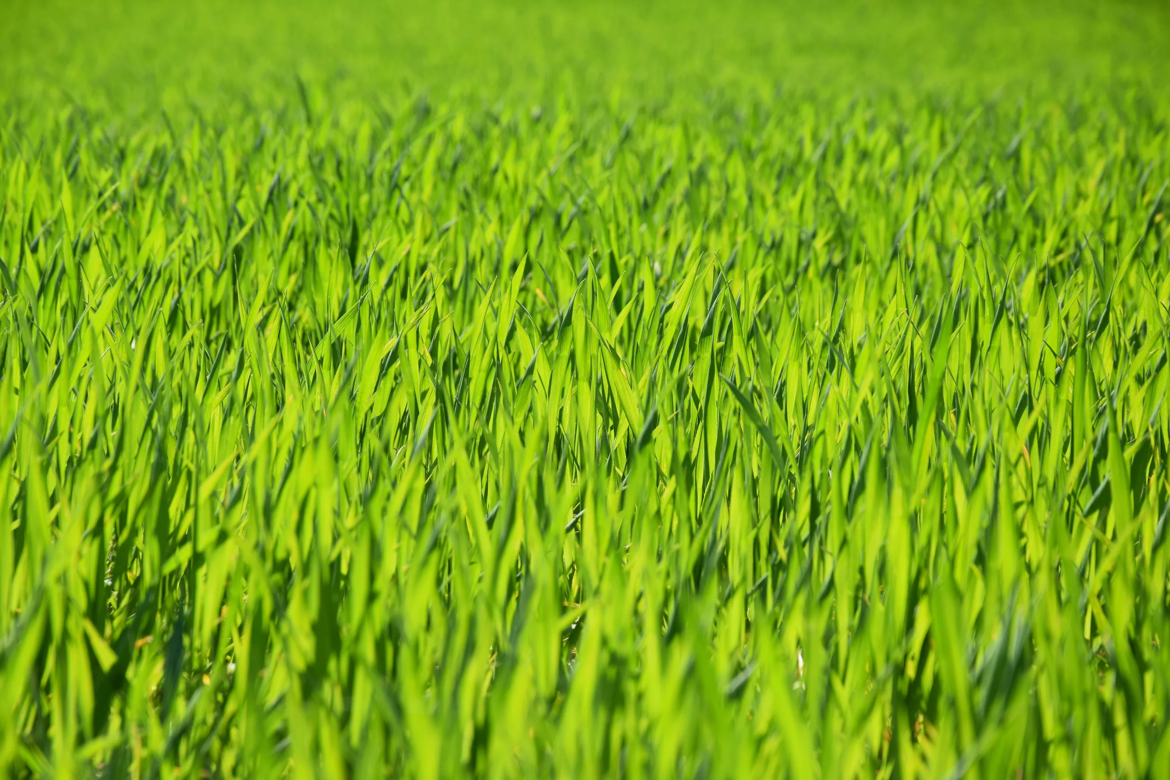Wheatgrass
